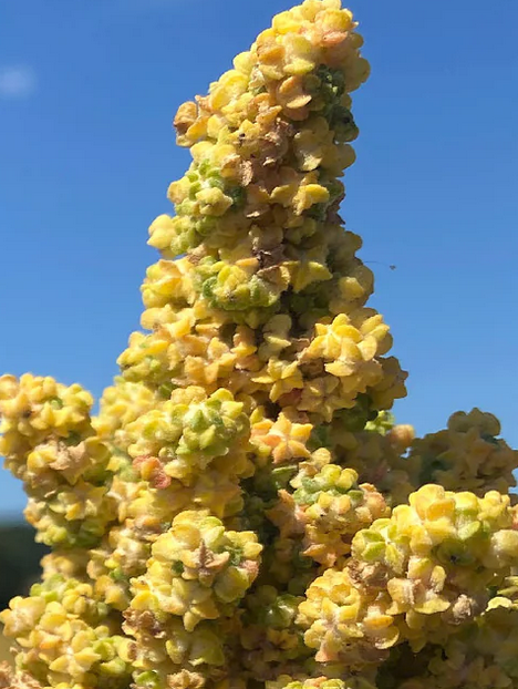 Quinoa Vollkorn - Abgabe 100 g weise