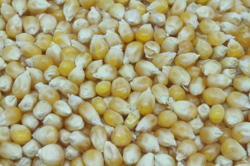 Popcornmais - Abgabe 100 g weise