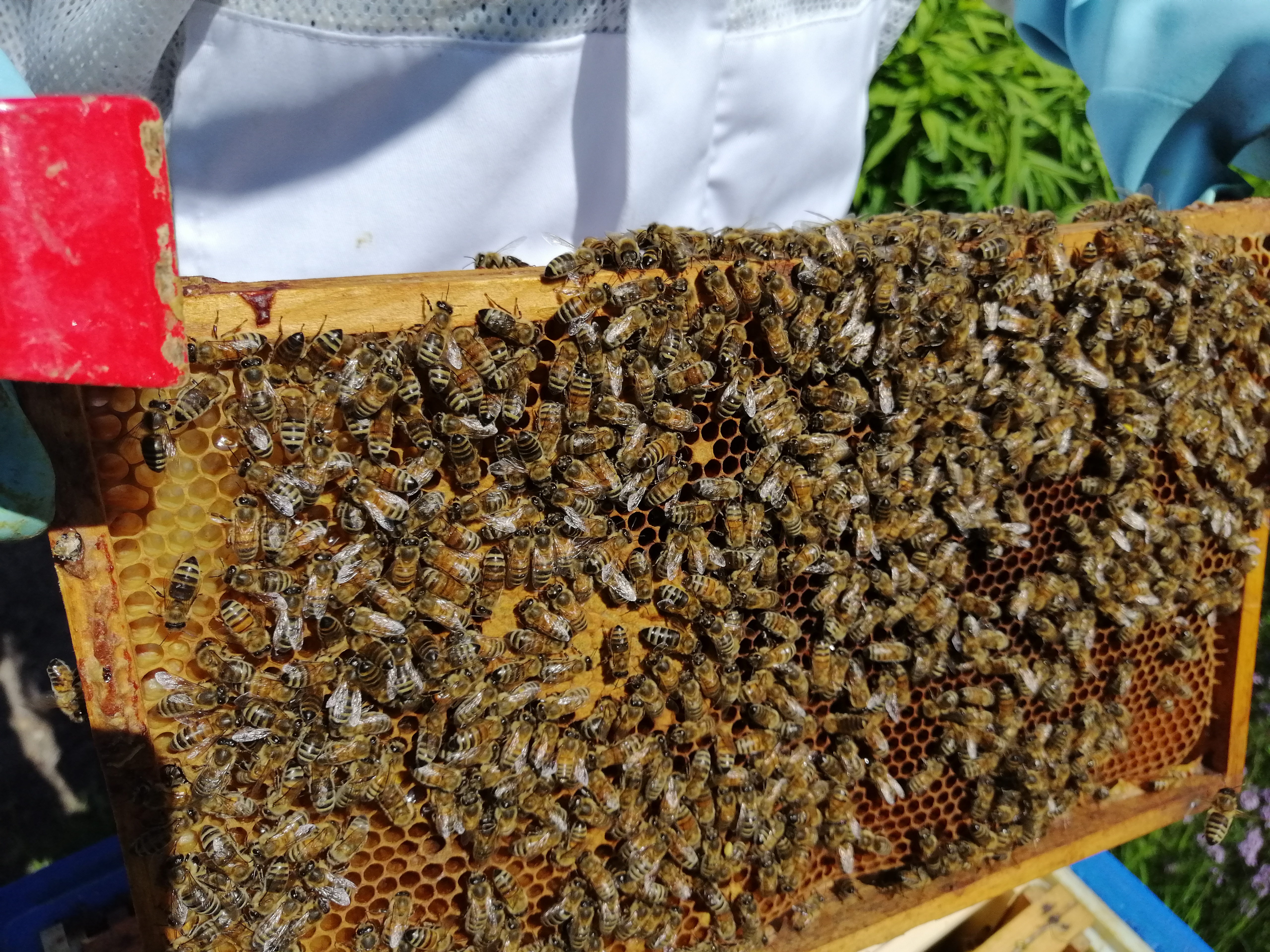 Honig Sommertracht aus Wentorf