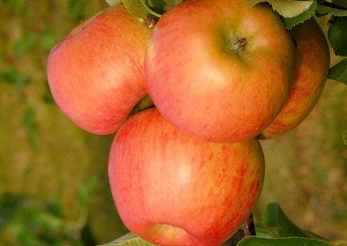 Apfel Topaz- Abgabe 1 kg weise