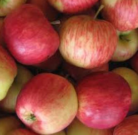 Apfel Deljonka - Abgabe 1 kg weise